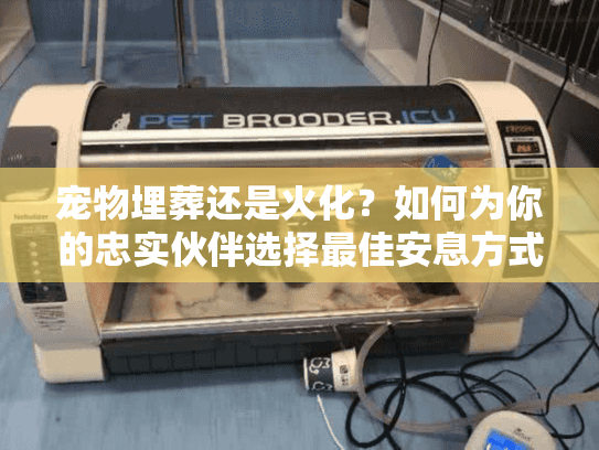 宠物埋葬还是火化？如何为你的忠实伙伴选择最佳安息方式