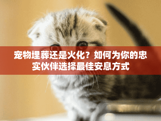 宠物埋葬还是火化？如何为你的忠实伙伴选择最佳安息方式