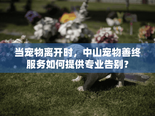 当宠物离开时，中山宠物善终服务如何提供专业告别？
