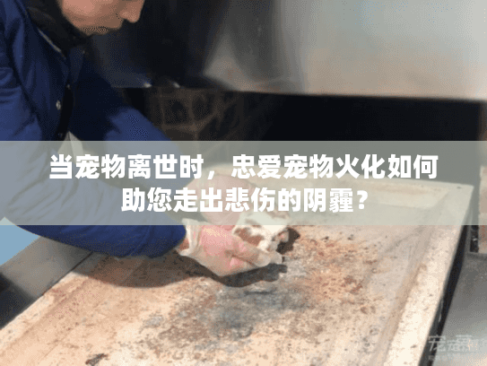 当宠物离世时，忠爱宠物火化如何助您走出悲伤的阴霾？