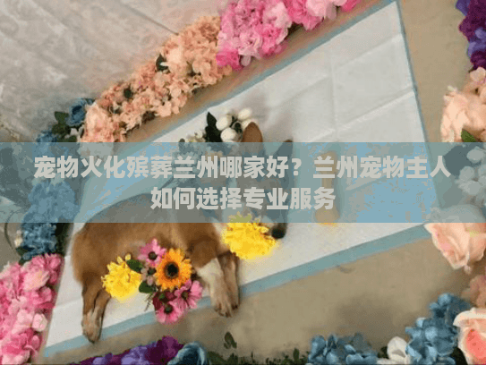 宠物火化殡葬兰州哪家好？兰州宠物主人如何选择专业服务