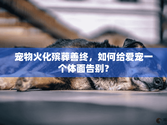 宠物火化殡葬善终，如何给爱宠一个体面告别？