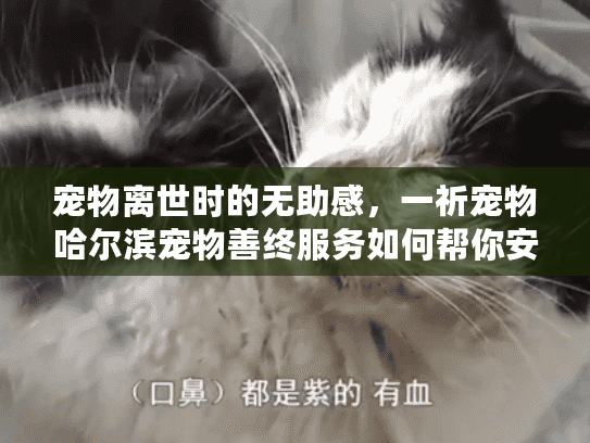 宠物离世时的无助感，一祈宠物哈尔滨宠物善终服务如何帮你安心处理？