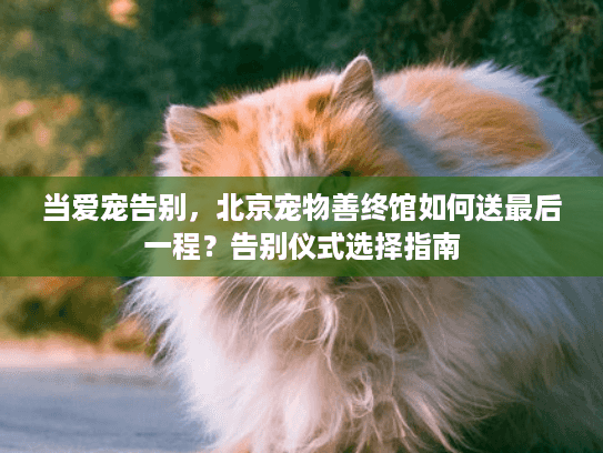 当爱宠告别，北京宠物善终馆如何送最后一程？告别仪式选择指南