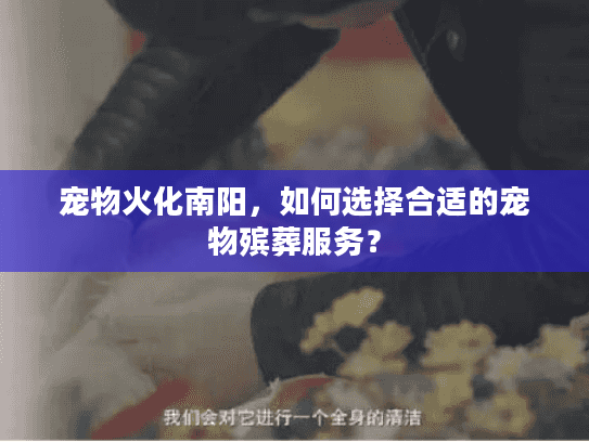 宠物火化南阳，如何选择合适的宠物殡葬服务？