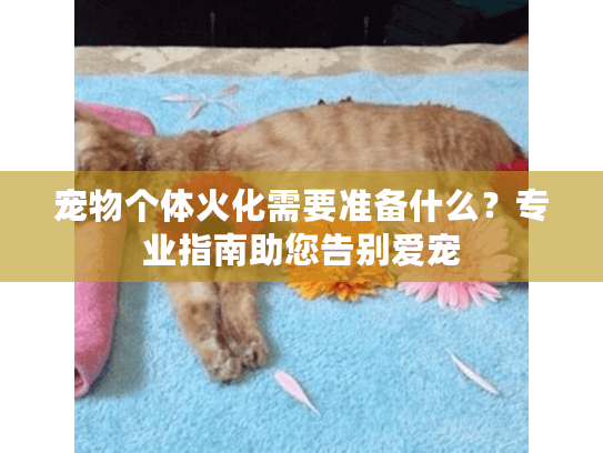 宠物个体火化需要准备什么？专业指南助您告别爱宠