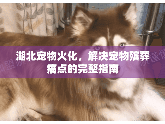 湖北宠物火化，解决宠物殡葬痛点的完整指南