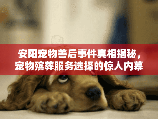 安阳宠物善后事件真相揭秘，宠物殡葬服务选择的惊人内幕