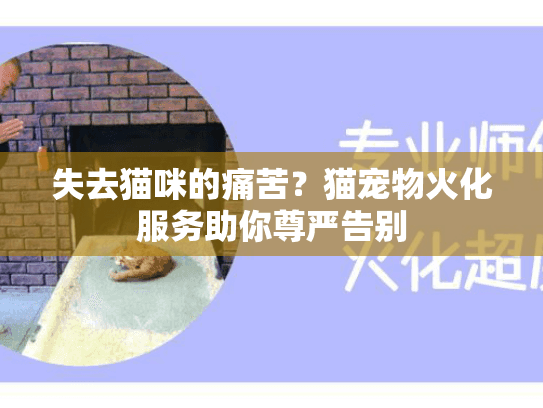 失去猫咪的痛苦？猫宠物火化服务助你尊严告别