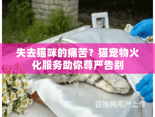 失去猫咪的痛苦？猫宠物火化服务助你尊严告别