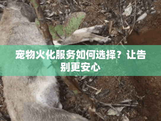 宠物火化服务如何选择？让告别更安心