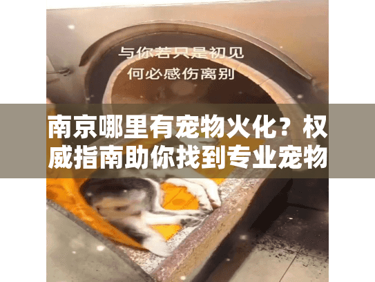 南京哪里有宠物火化？权威指南助你找到专业宠物殡葬服务
