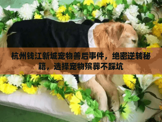 杭州钱江新城宠物善后事件，绝密逆转秘籍，选择宠物殡葬不踩坑