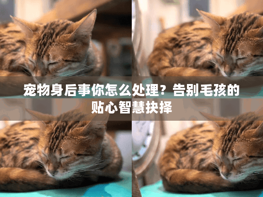 宠物身后事你怎么处理？告别毛孩的贴心智慧抉择