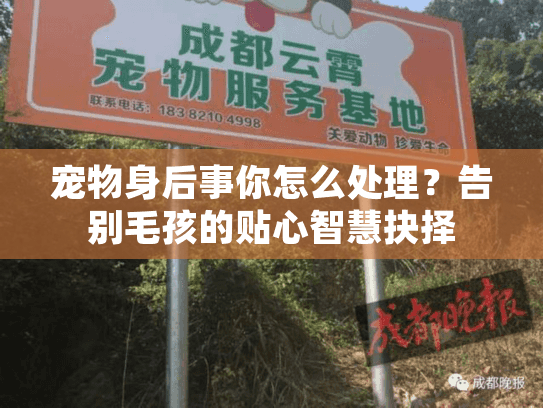 宠物身后事你怎么处理？告别毛孩的贴心智慧抉择