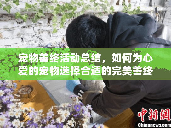 宠物善终活动总结，如何为心爱的宠物选择合适的完美善终服务？