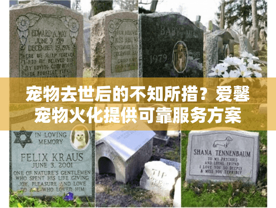 宠物去世后的不知所措？爱馨宠物火化提供可靠服务方案