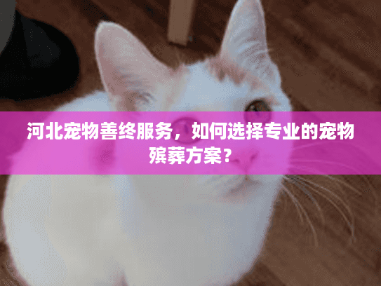 河北宠物善终服务，如何选择专业的宠物殡葬方案？