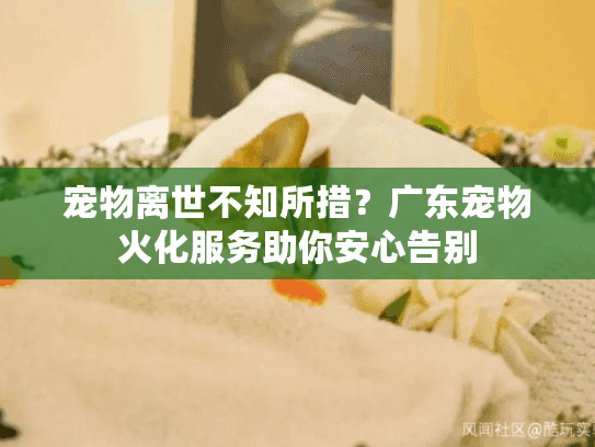 宠物离世不知所措？广东宠物火化服务助你安心告别
