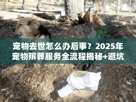 宠物去世怎么办后事？2025年宠物殡葬服务全流程揭秘+避坑技巧（真实案例分享）