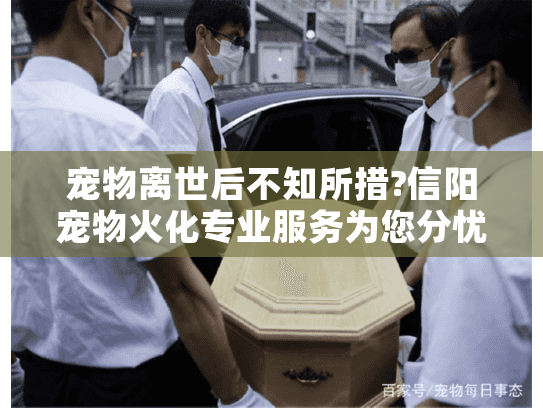 宠物离世后不知所措?信阳宠物火化专业服务为您分忧