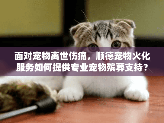 面对宠物离世伤痛，顺德宠物火化服务如何提供专业宠物殡葬支持？