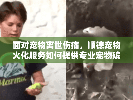 面对宠物离世伤痛，顺德宠物火化服务如何提供专业宠物殡葬支持？