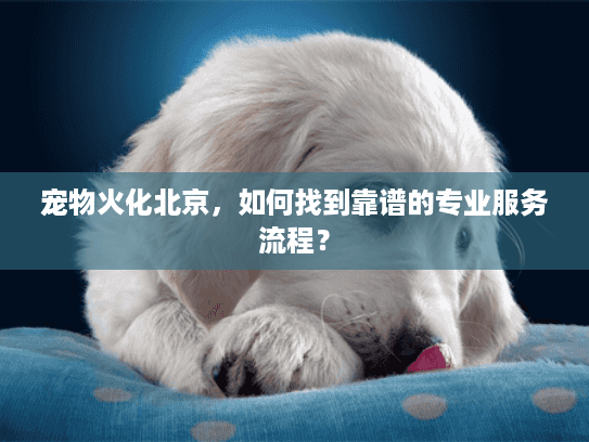 宠物火化北京，如何找到靠谱的专业服务流程？