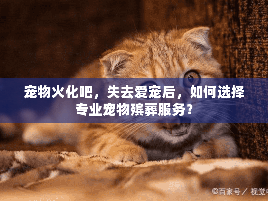 宠物火化吧，失去爱宠后，如何选择专业宠物殡葬服务？