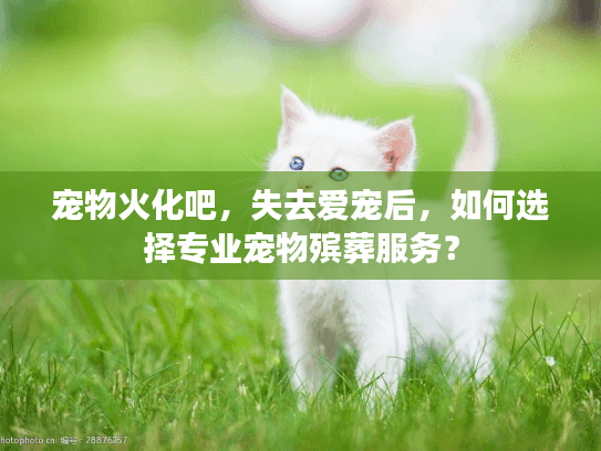 宠物火化吧，失去爱宠后，如何选择专业宠物殡葬服务？