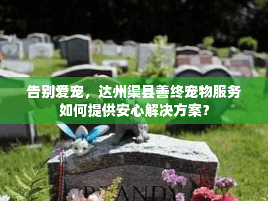 告别爱宠，达州渠县善终宠物服务如何提供安心解决方案？