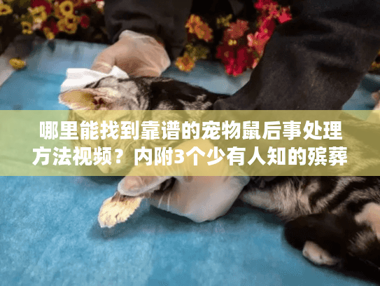 哪里能找到靠谱的宠物鼠后事处理方法视频?内附3个少有人知的殡葬服务避坑技巧 哪里能找到靠谱的宠物鼠后事处理方法视频?内附3个少有人知的殡葬服务避坑技巧