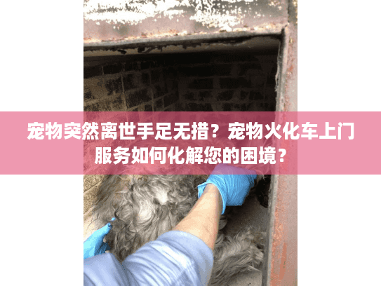 宠物突然离世手足无措？宠物火化车上门服务如何化解您的困境？