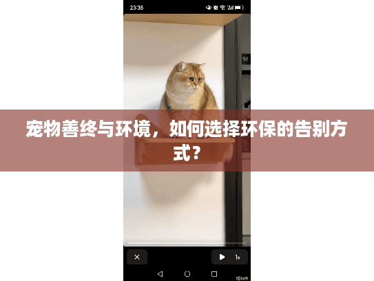 宠物善终与环境，如何选择环保的告别方式？