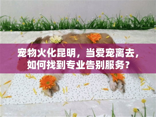 宠物火化昆明，当爱宠离去，如何找到专业告别服务？