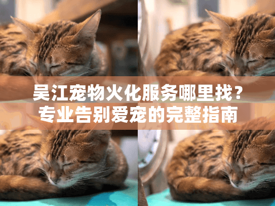 吴江宠物火化服务哪里找？专业告别爱宠的完整指南