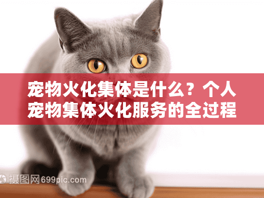宠物火化集体是什么？个人宠物集体火化服务的全过程解析