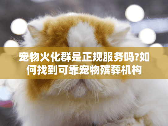 宠物火化群是正规服务吗?如何找到可靠宠物殡葬机构