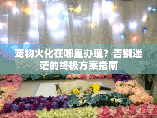宠物火化在哪里办理？告别迷茫的终极方案指南