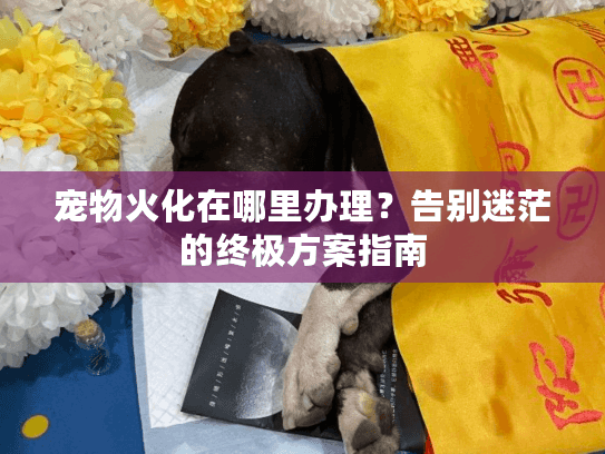 宠物火化在哪里办理？告别迷茫的终极方案指南