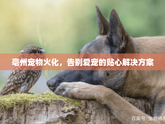 亳州宠物火化，告别爱宠的贴心解决方案