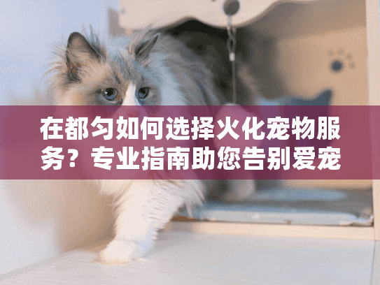 在都匀如何选择火化宠物服务？专业指南助您告别爱宠