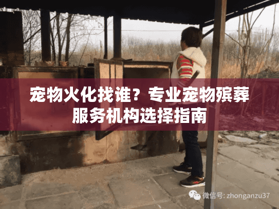 宠物火化找谁？专业宠物殡葬服务机构选择指南