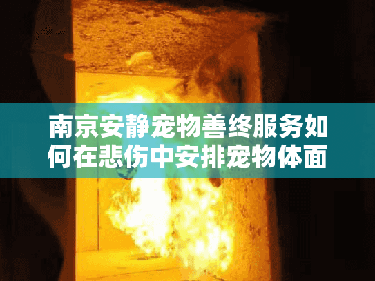 南京安静宠物善终服务如何在悲伤中安排宠物体面告别？