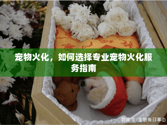 宠物火化，如何选择专业宠物火化服务指南