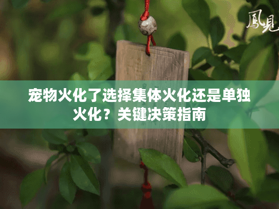 宠物火化了选择集体火化还是单独火化？关键决策指南