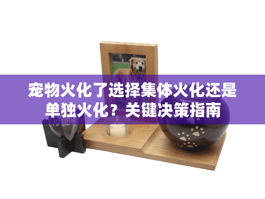 宠物火化了选择集体火化还是单独火化？关键决策指南