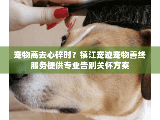 宠物离去心碎时？镇江宠迹宠物善终服务提供专业告别关怀方案