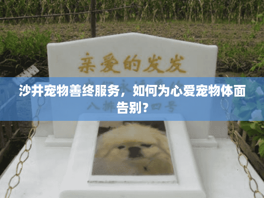 沙井宠物善终服务，如何为心爱宠物体面告别？