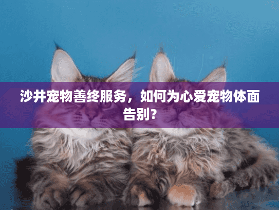 沙井宠物善终服务，如何为心爱宠物体面告别？